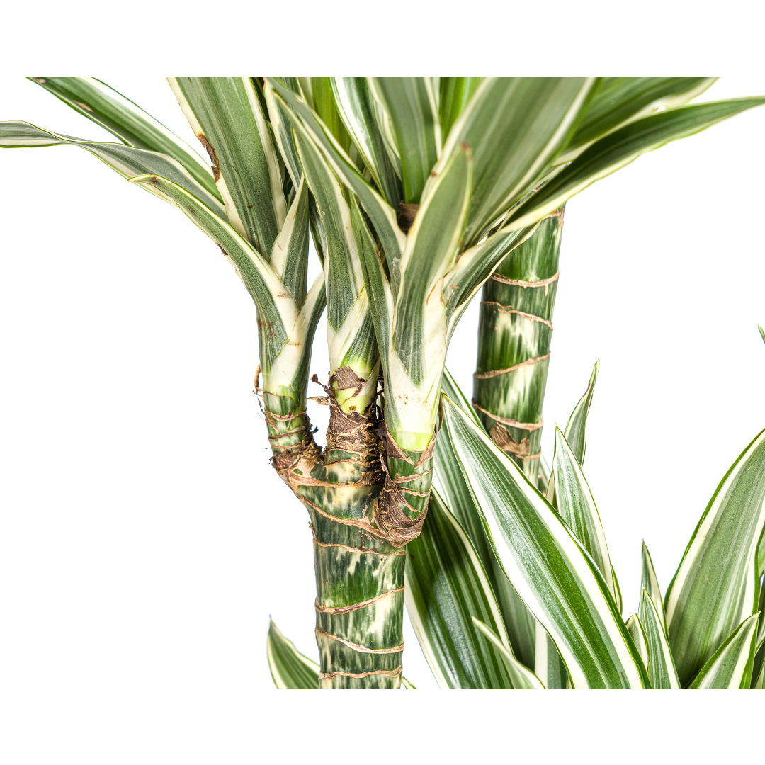 Drachenbaum - Dracaena Deremensis White Stripe | 170 - 190cm |  Ø27cm