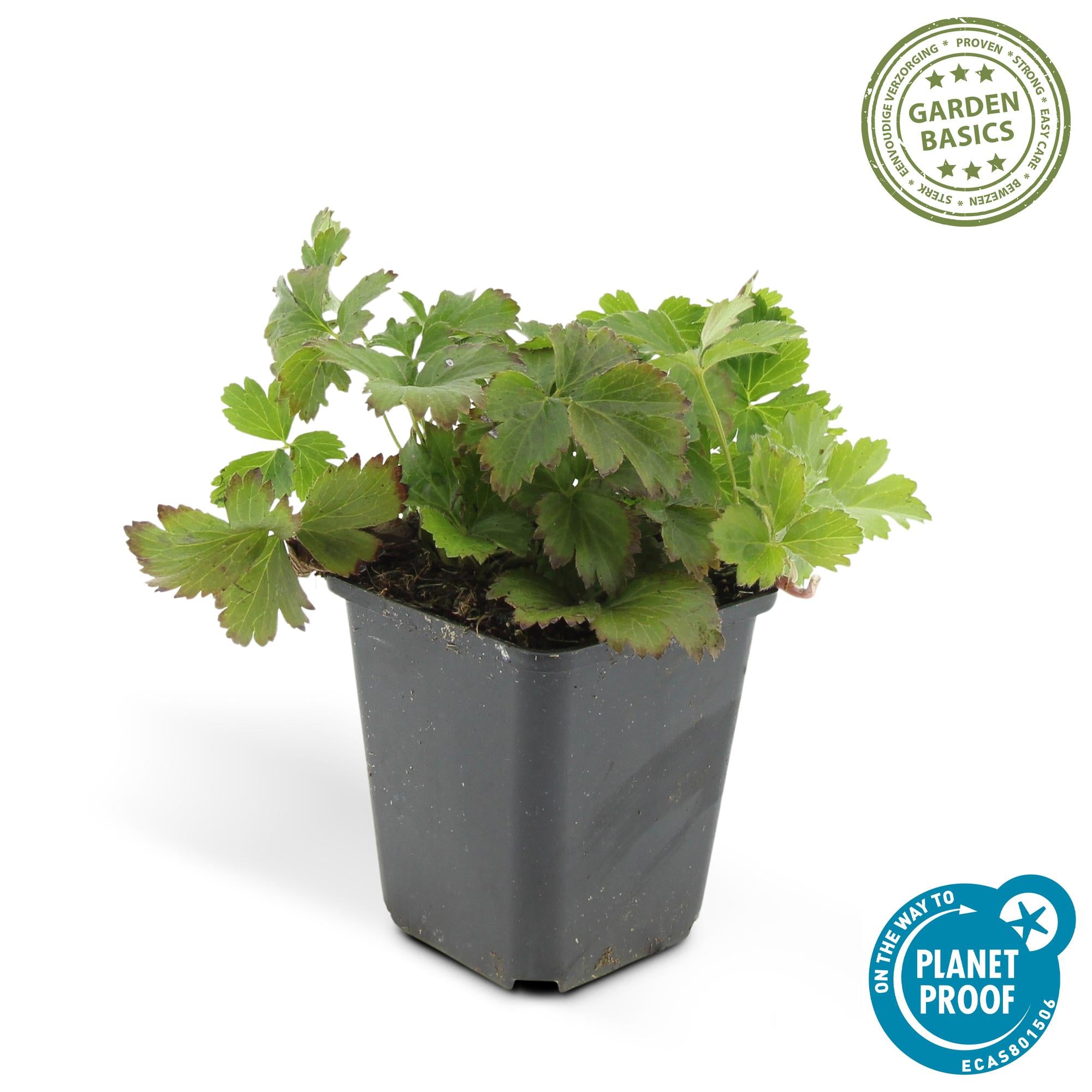 12x Golderdbeere Waldsteinia - Waldsteinie | 10-25 cm | Ø9 cm