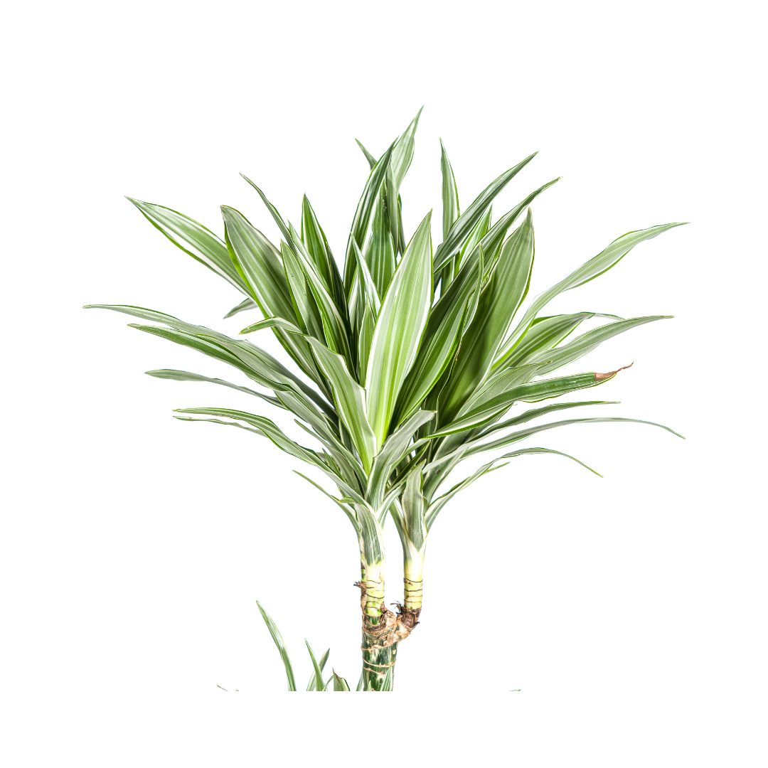 Drachenbaum - Dracaena Deremensis White Stripe | 170 - 190cm |  Ø27cm