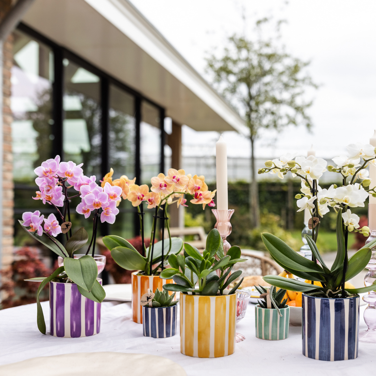 Orange Phalaenopsis Orchidee Topfgröße Ø9cm | Jamaica | blühende Zimmerpflanze - frisch vom Züchter