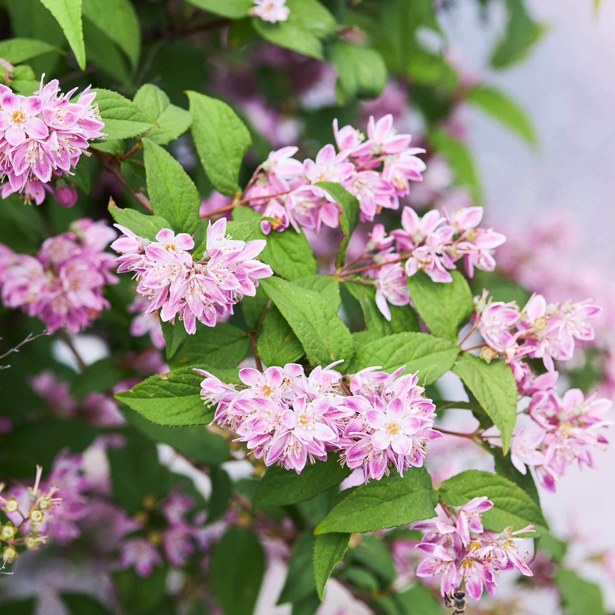 Sternchenstrauch - Deutzia hybrida Strawbery Fields | Topf 17cm Höhe 45cm