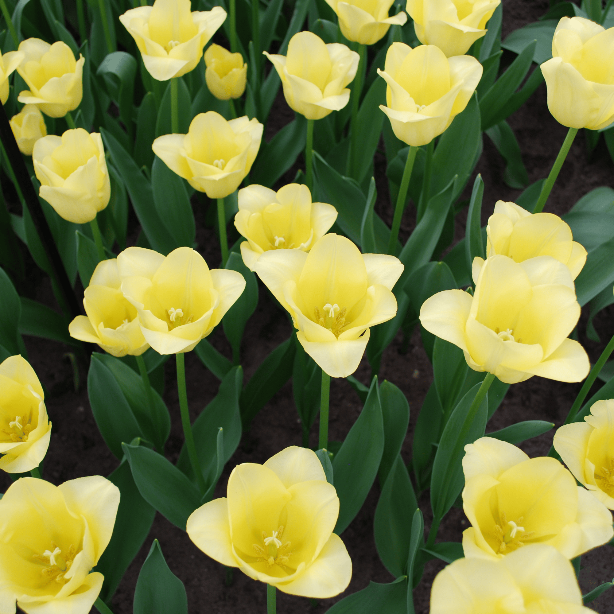 Tulpenzwiebeln 'World Friendship' Hellgelbe Tulpe – 20 Stück | Größe 11/12