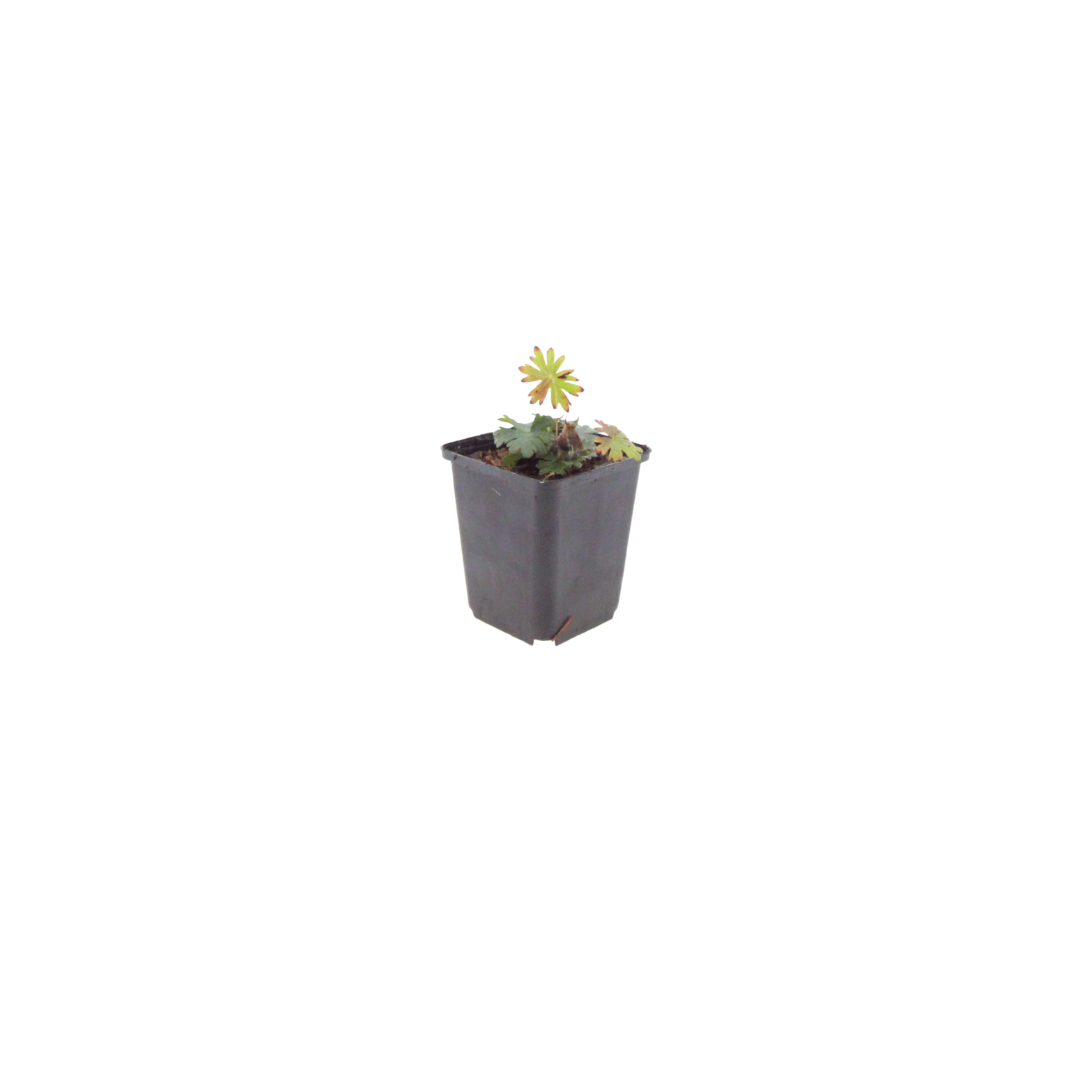 12x Blut-Storchschnabel - Geranium sanguineum | 10-25 cm | Ø9 cm