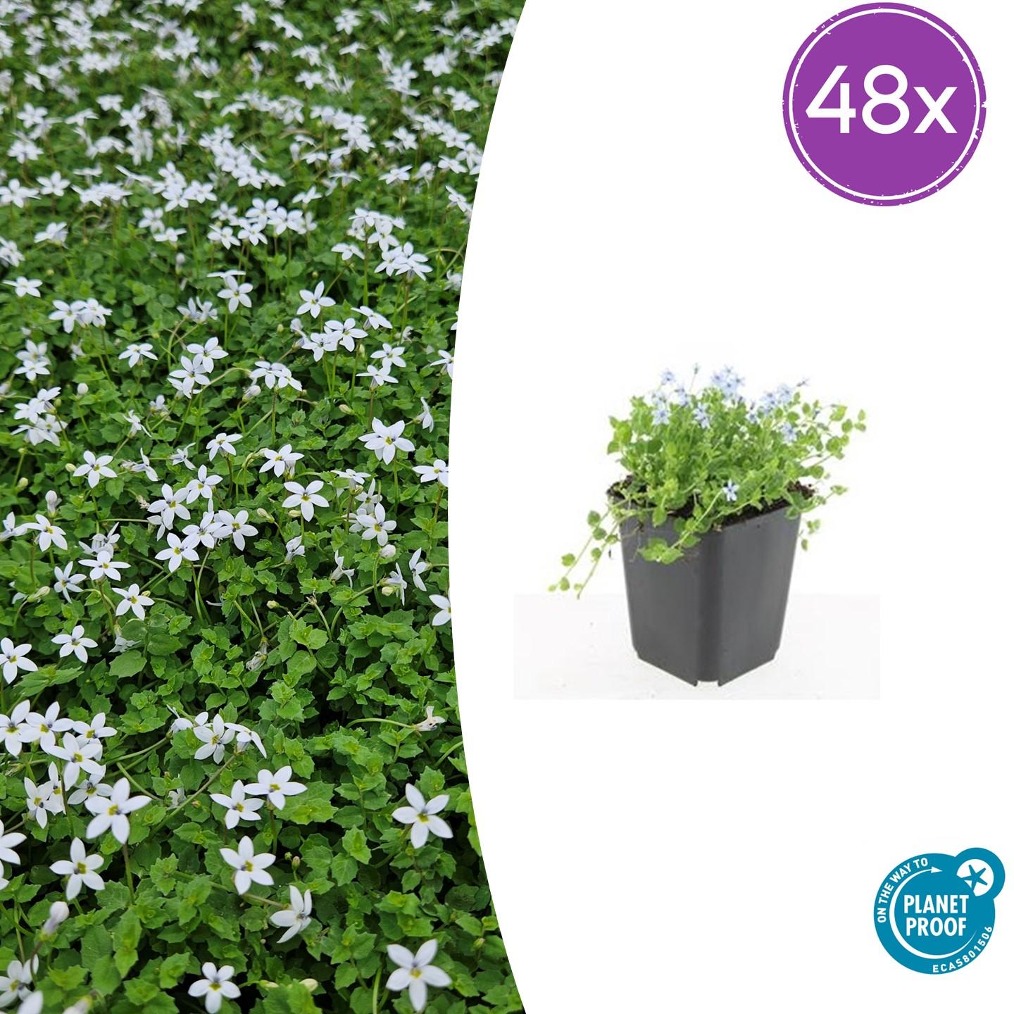 48x Weiße Sumpfglockenblume - Isotoma fluviatilis 'Alba' | 10-25cm | Ø9cm