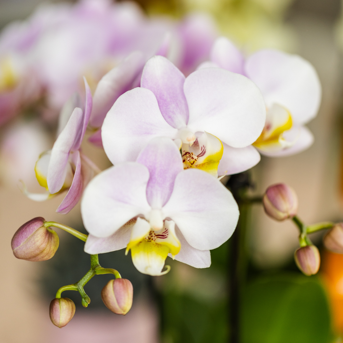Rosa Phalaenopsis Orchidee - Portugal - Topfgröße Ø9cm | Blühende Zimmerpflanze - Frisch vom Züchter