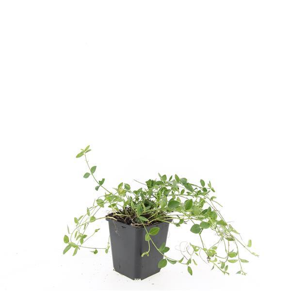 24x Kleinblütiges Immergrün - Vinca minor 'Gertrude Jekyll' | 10-25 cm | Ø9 cm