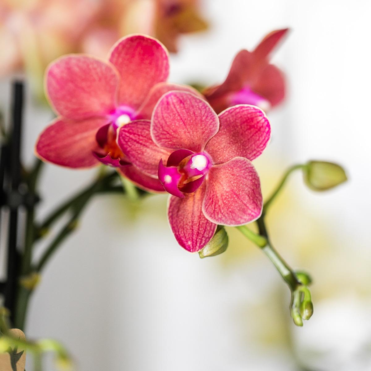 Rote Phalaenopsis-Orchidee - Kongo - Topfgröße Ø9cm | blühende Zimmerpflanze - frisch vom Züchter