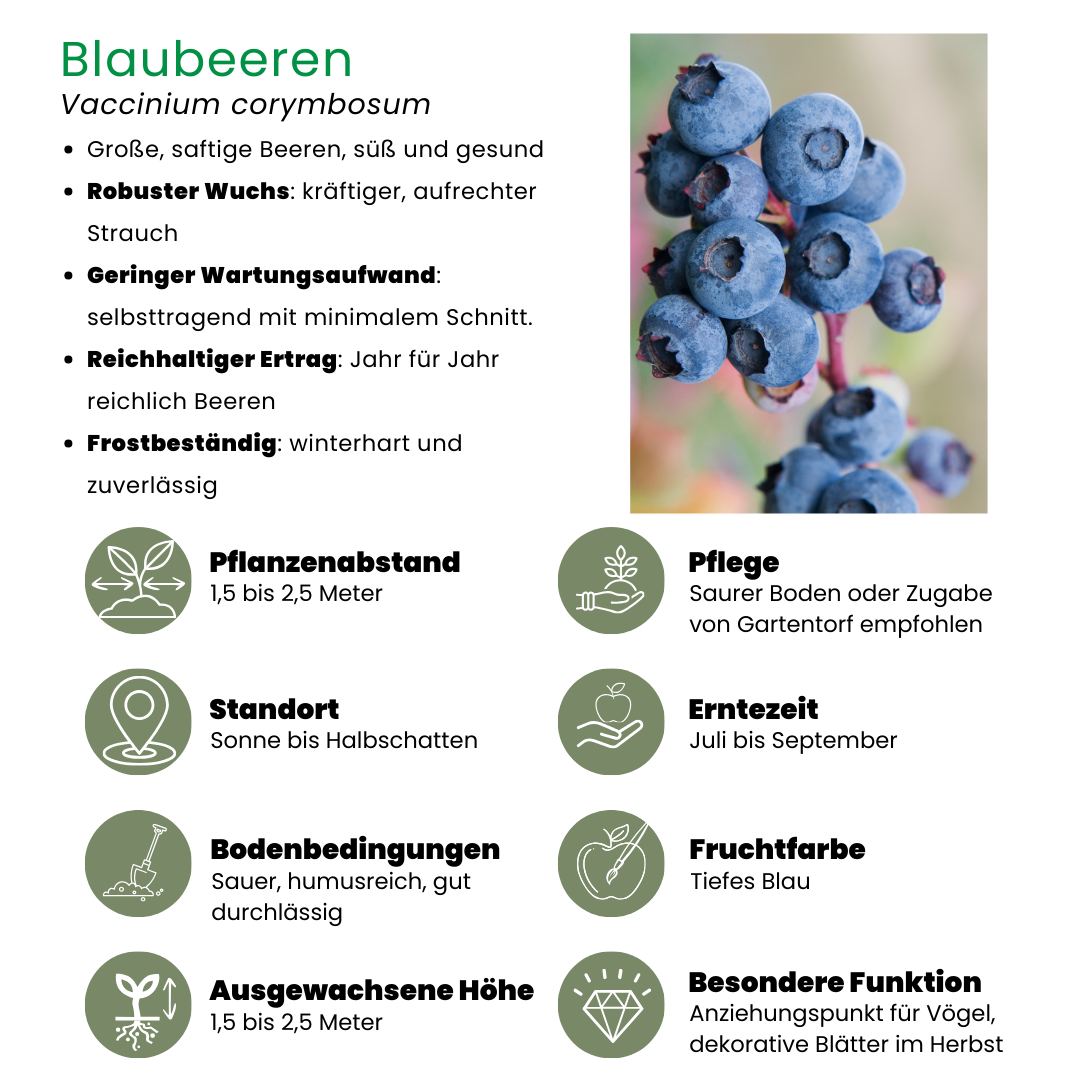 3x Heidelbeerpflanzen Blaubeere – Vaccinium corymbosum | 20 cm | Topf Ø13 cm
