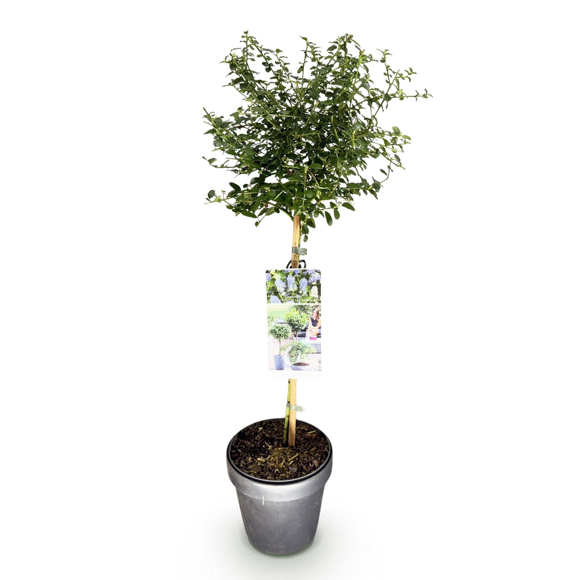Kalifornischer Flieder – Ceanothus thyrsiflorus 'Repens' | 90 cm | Topfdurchmesser 19 cm