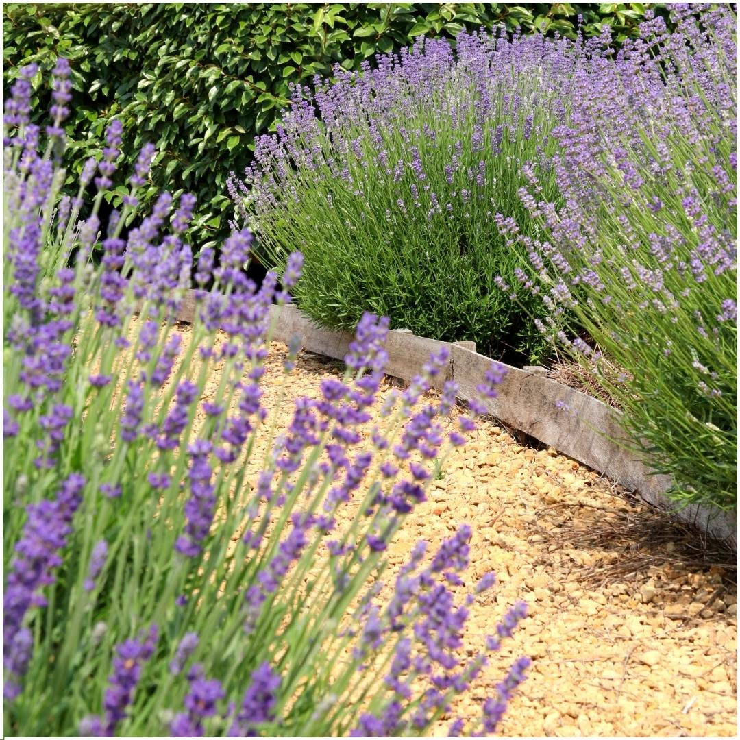 6x Lavendel - Lavandula angustifolia Felice® - 12 cm