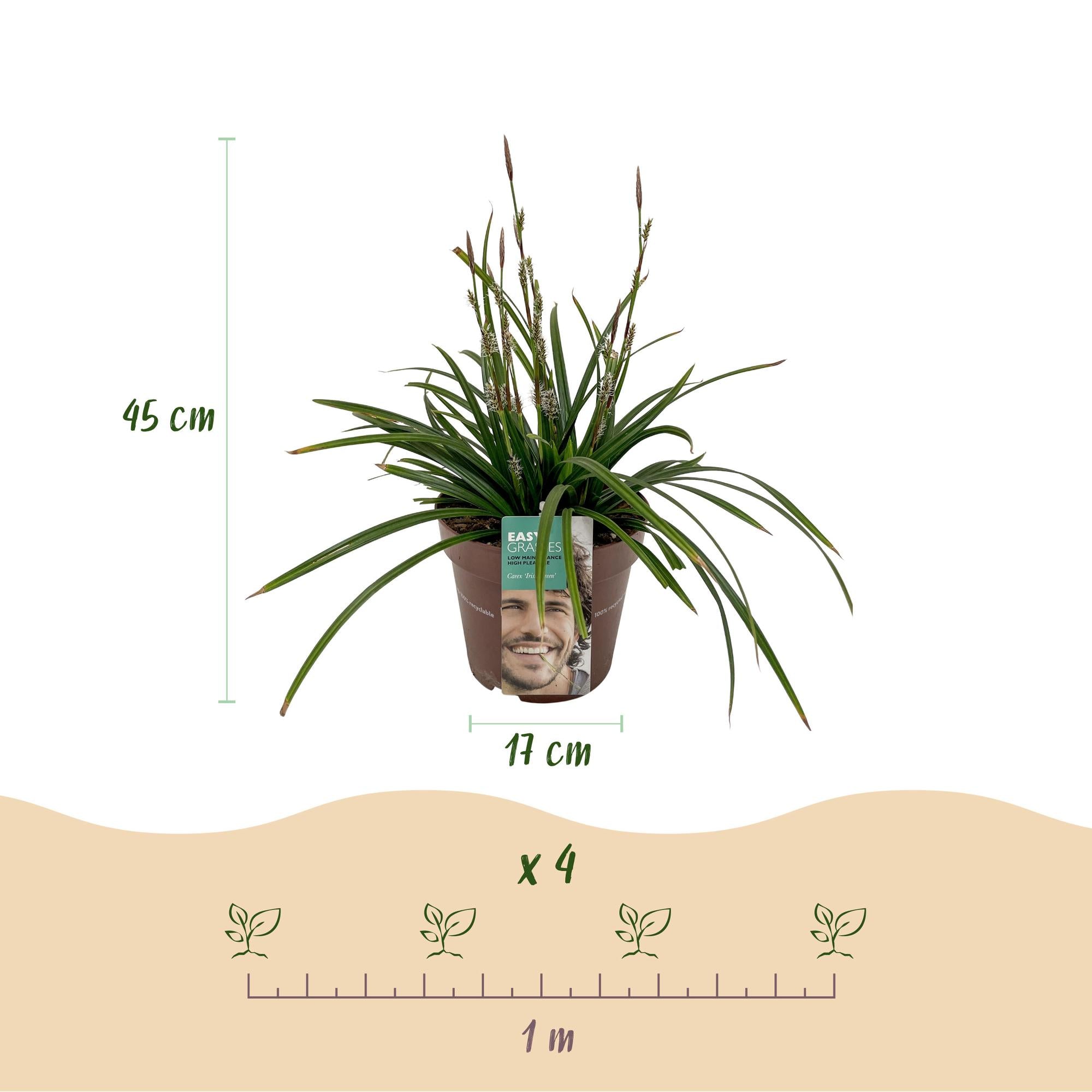 4x Japan-Segge - Carex morrowii Irish Green | 50 cm | Ø17 cm