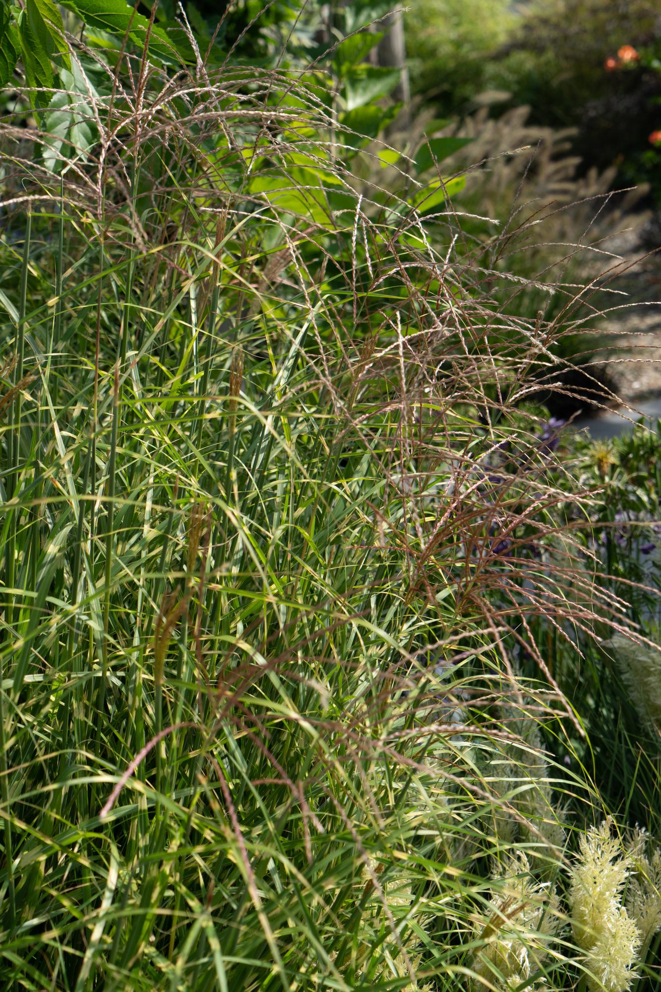 Japanisches Silbergras – Miscanthus sinensis Strictus | 60 cm | Topf Ø23 cm