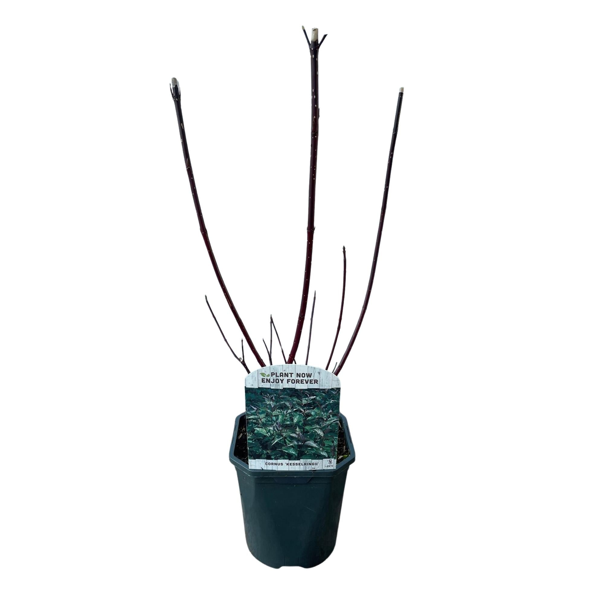 Schwarzrindiger Hartriegel - Cornus alba Kesselringii | Topf 17cm Höhe 45cm