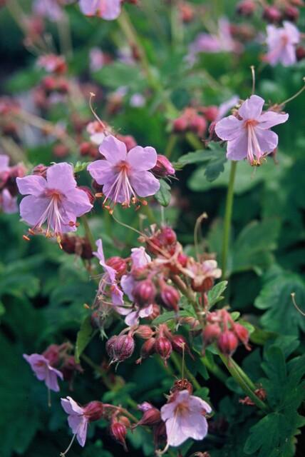 48x Großes Storchschnabel - Geranium macrorrhizum | 10-25cm | Ø9cm