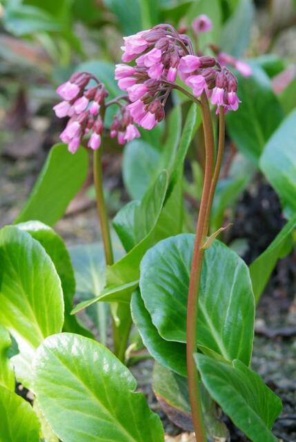 24x Herbstblüte - Bergenia cordifolia 'Herbstblüte' | 10-25cm | Ø9cm