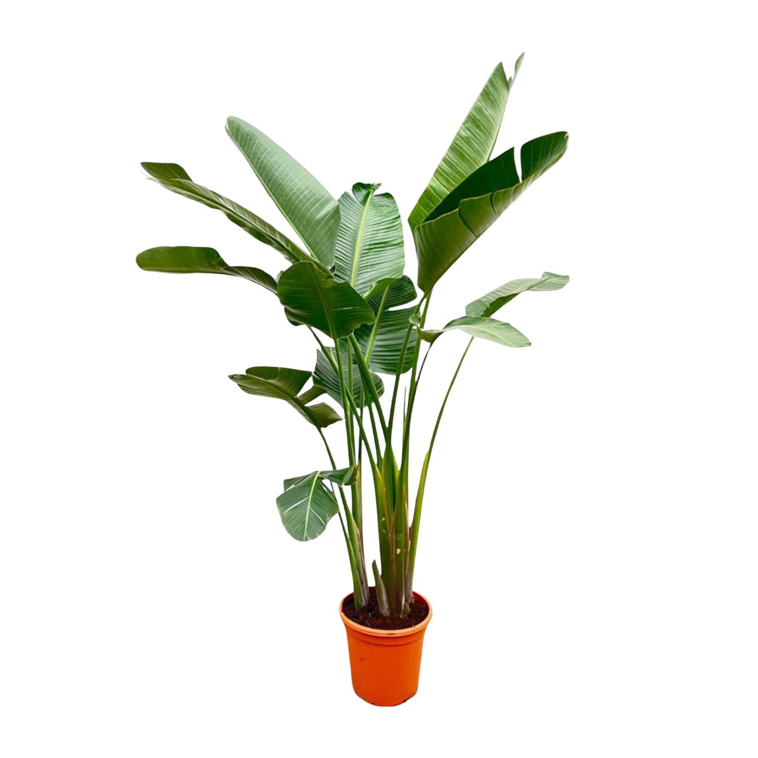 Strelitzia Augusta - Weiße Paradiesvogelblume XXL | 250 cm | Ø38 cm
