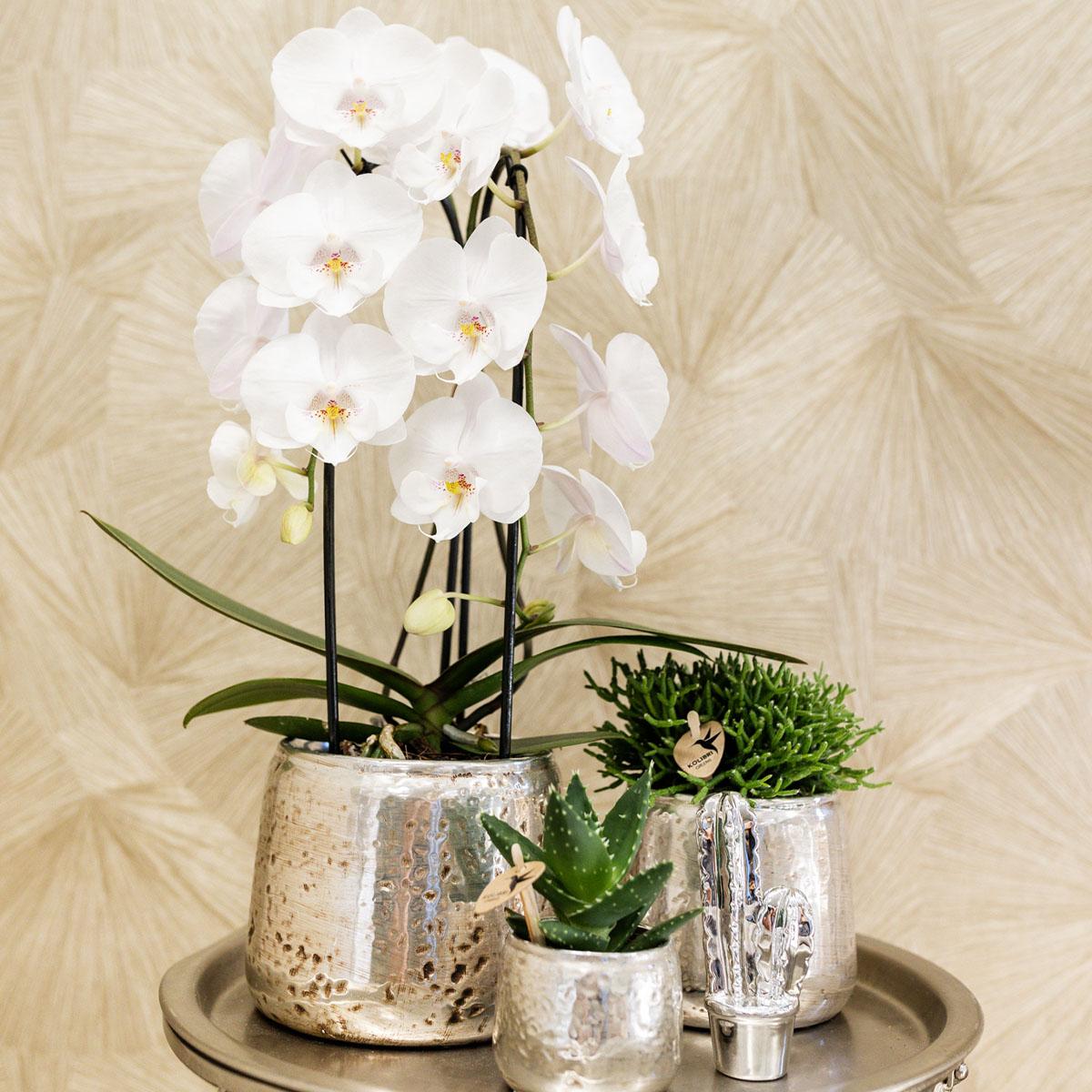 Weiße Phalaenopsis-Orchidee - Niagara Fall - Topfgröße Ø12cm | blühende Zimmerpflanze - frisch vom Züchter