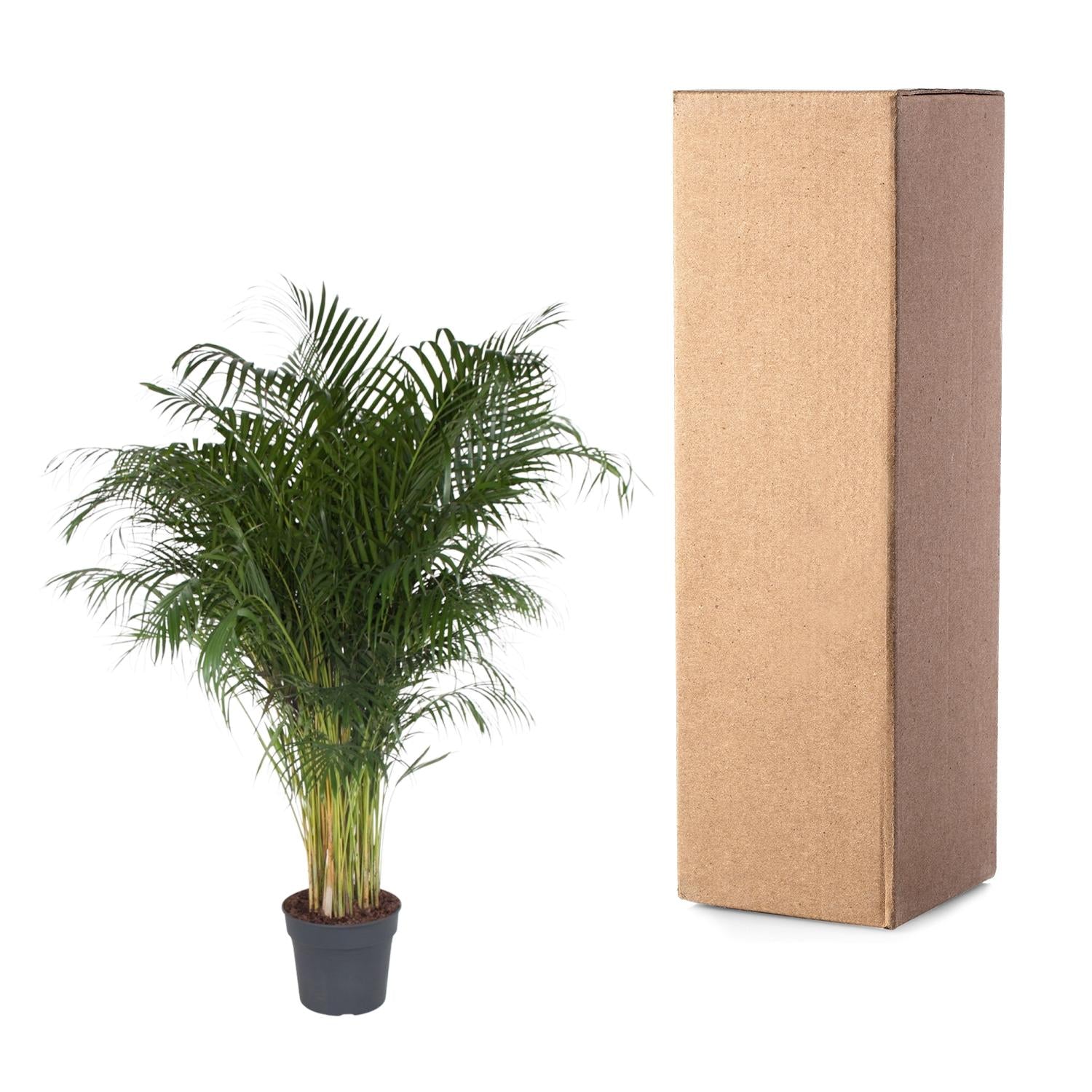 Dypsis Lutescens - Goldfruchtpalme XXL | 200 cm | Ø34 cm