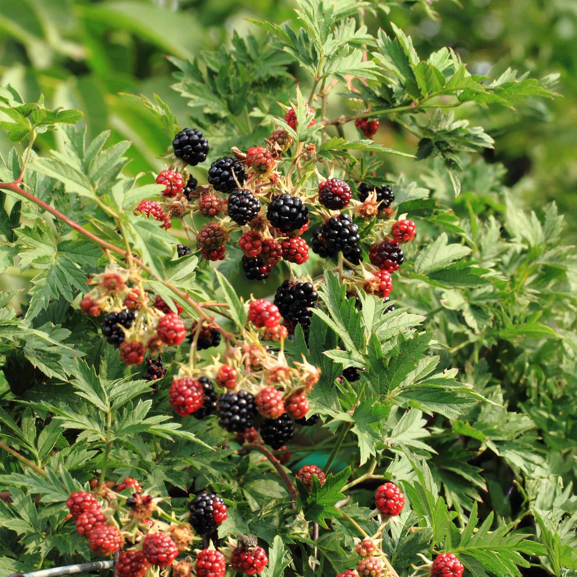2x Schwarze Brombeere - Rubus Thornfree Evergreen | 2 Pflanzen | Topf 11cm Höhe 40cm
