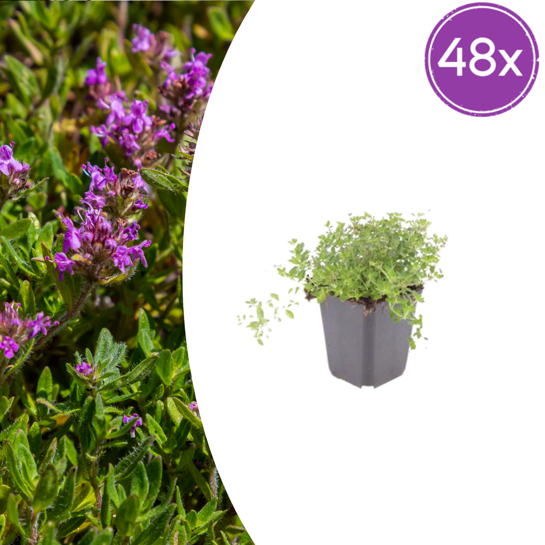 48x Sand-Thymian - Thymus serpyllum | 10-25 cm | Ø9 cm