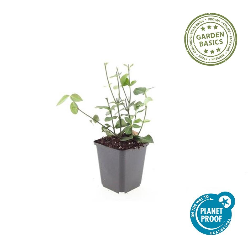 24x Purpurspindelstrauch - Euonymus fort. 'Coloratus' | 10-25cm | Ø9cm