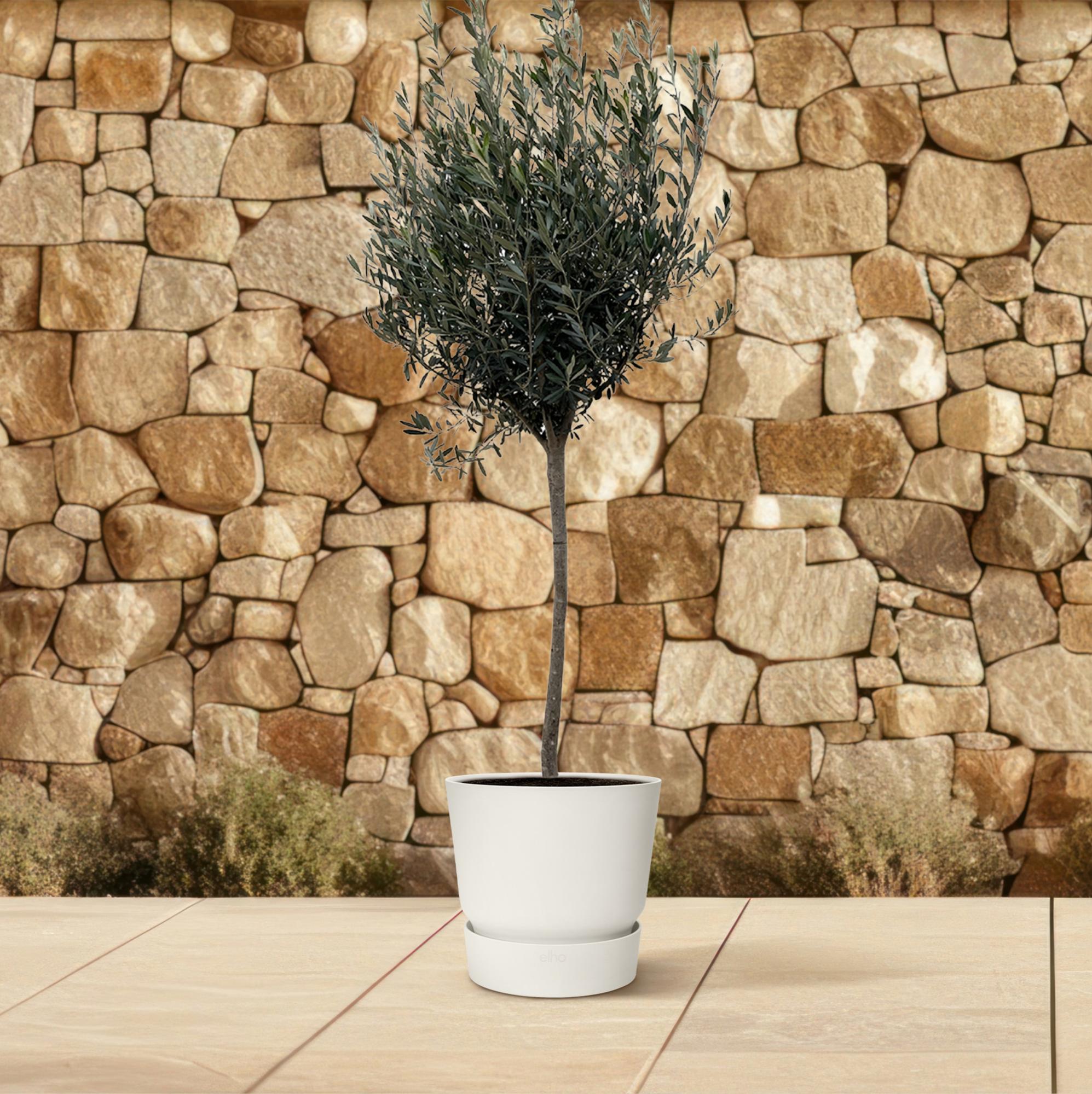 Olivenbaum auf Stamm - Olea Europaea | 160cm | Ø24
