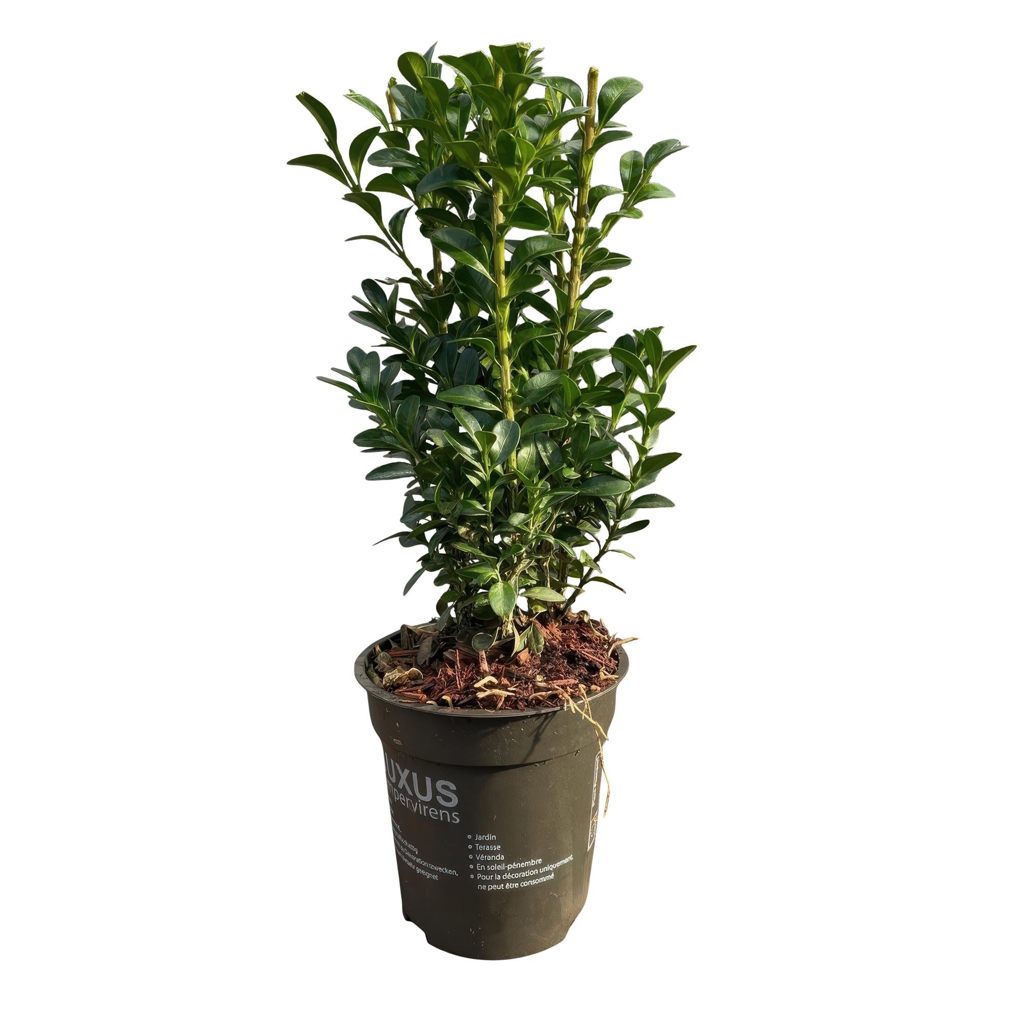 8x Buchsbaum - Buchs - Buxus sempervirens | 8 Pflanzen - 1 laufender Meter | Topf 9cm - Höhe 20-25cm