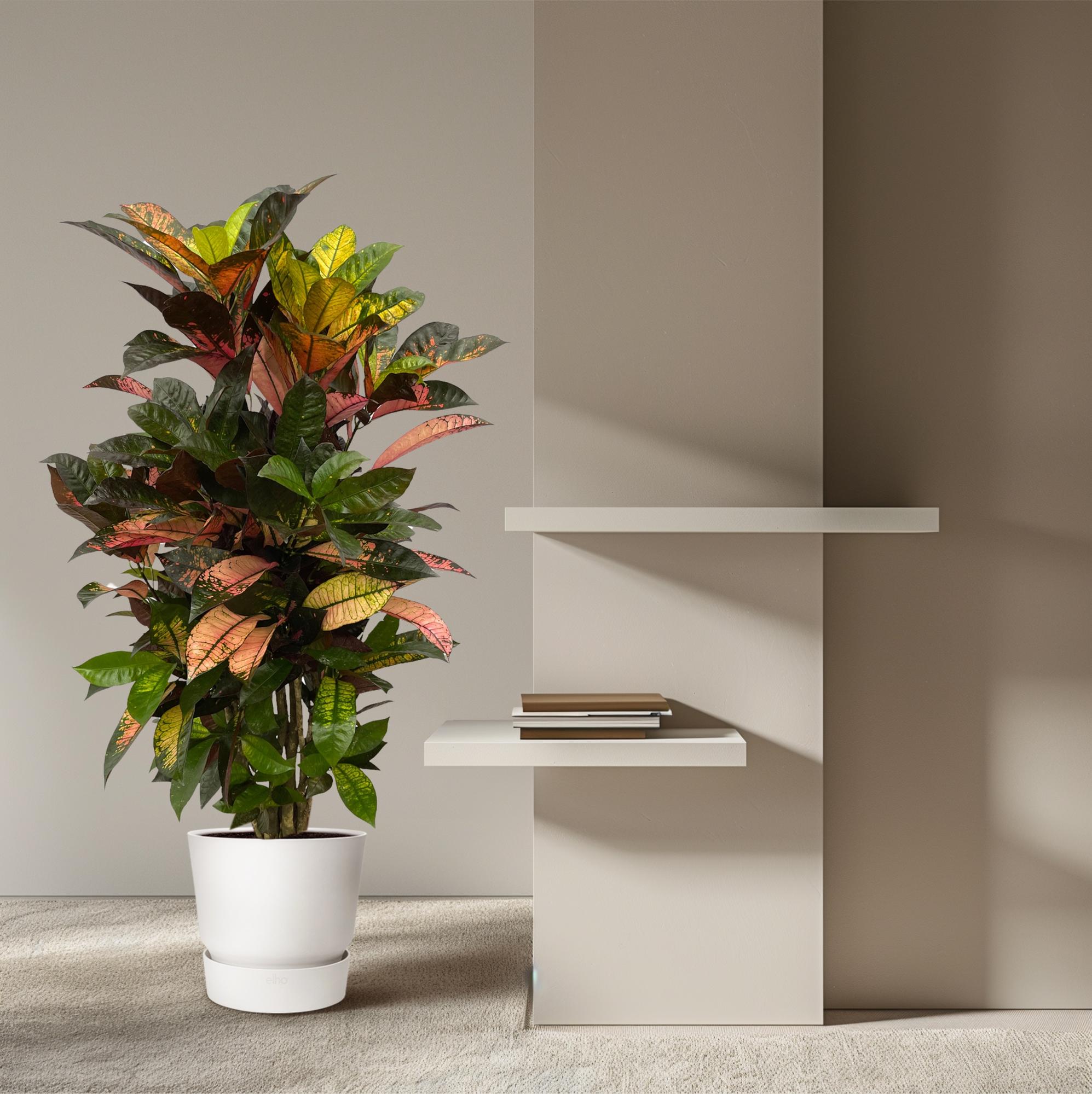 Krokodilstränenpflanze - Codiaeum (Croton) Iceton | 120 cm | Ø24cm