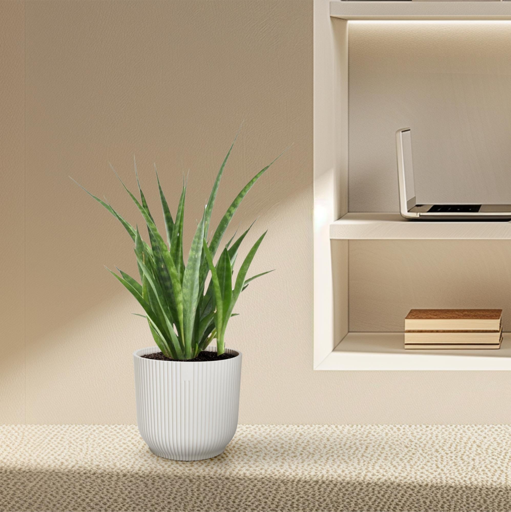 Schlangenpflanze - Sansevieria kirkii 'Friends' | 38 cm | Ø12cm