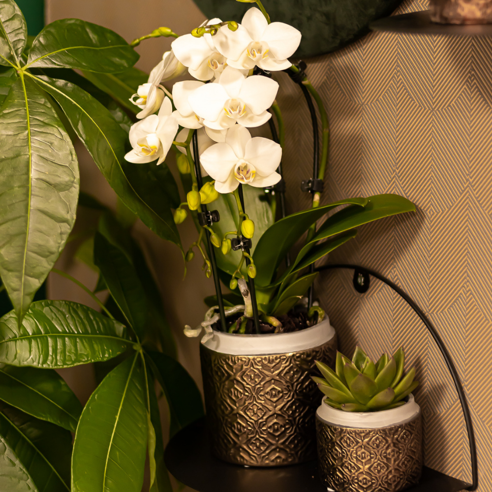 Weiße Phalaenopsis-Orchidee - Niagara Fall - Topfgröße Ø9cm | blühende Zimmerpflanze - frisch vom Züchter
