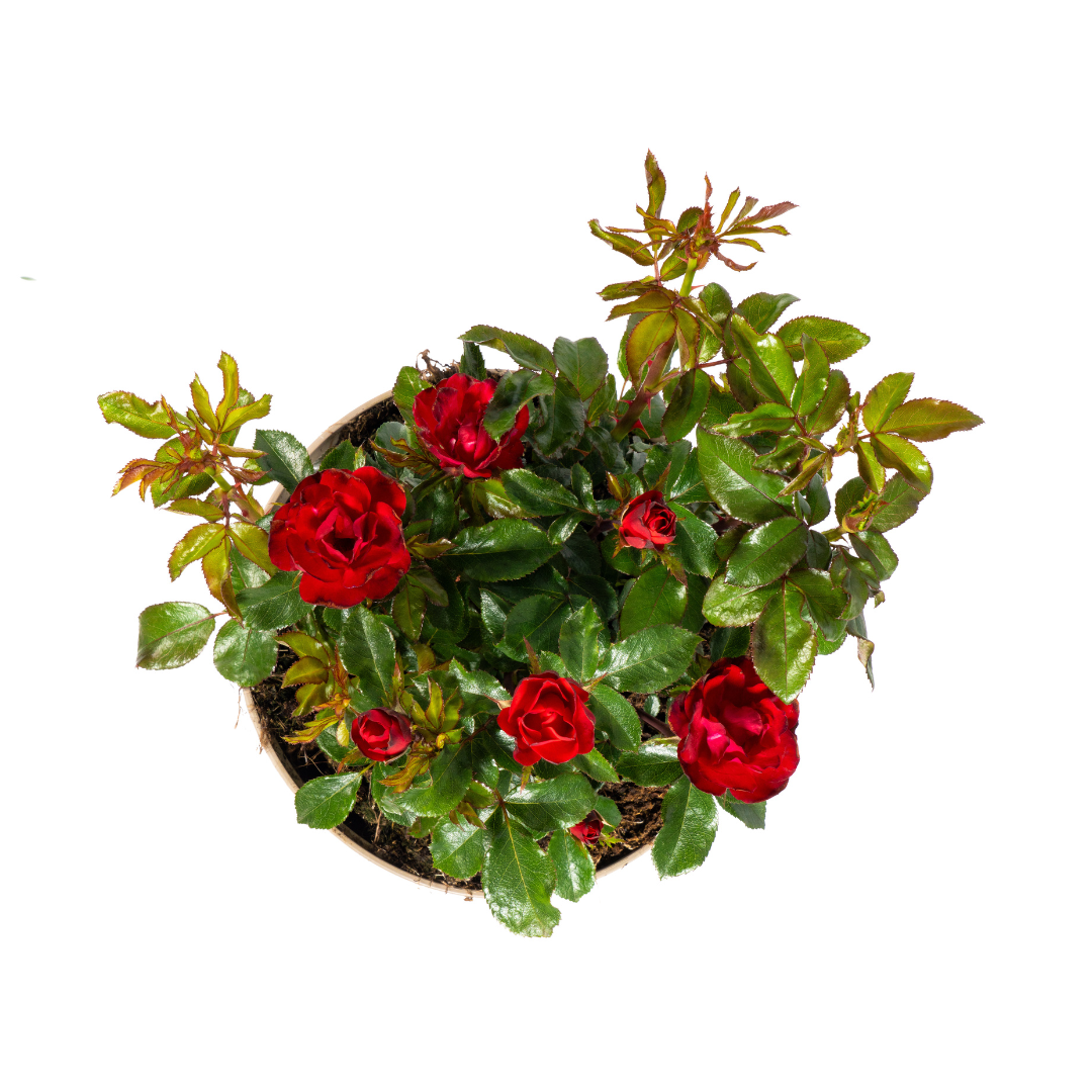 Zepeti-Rose - Rosa Zepeti | 35-40 cm | Ø19 cm