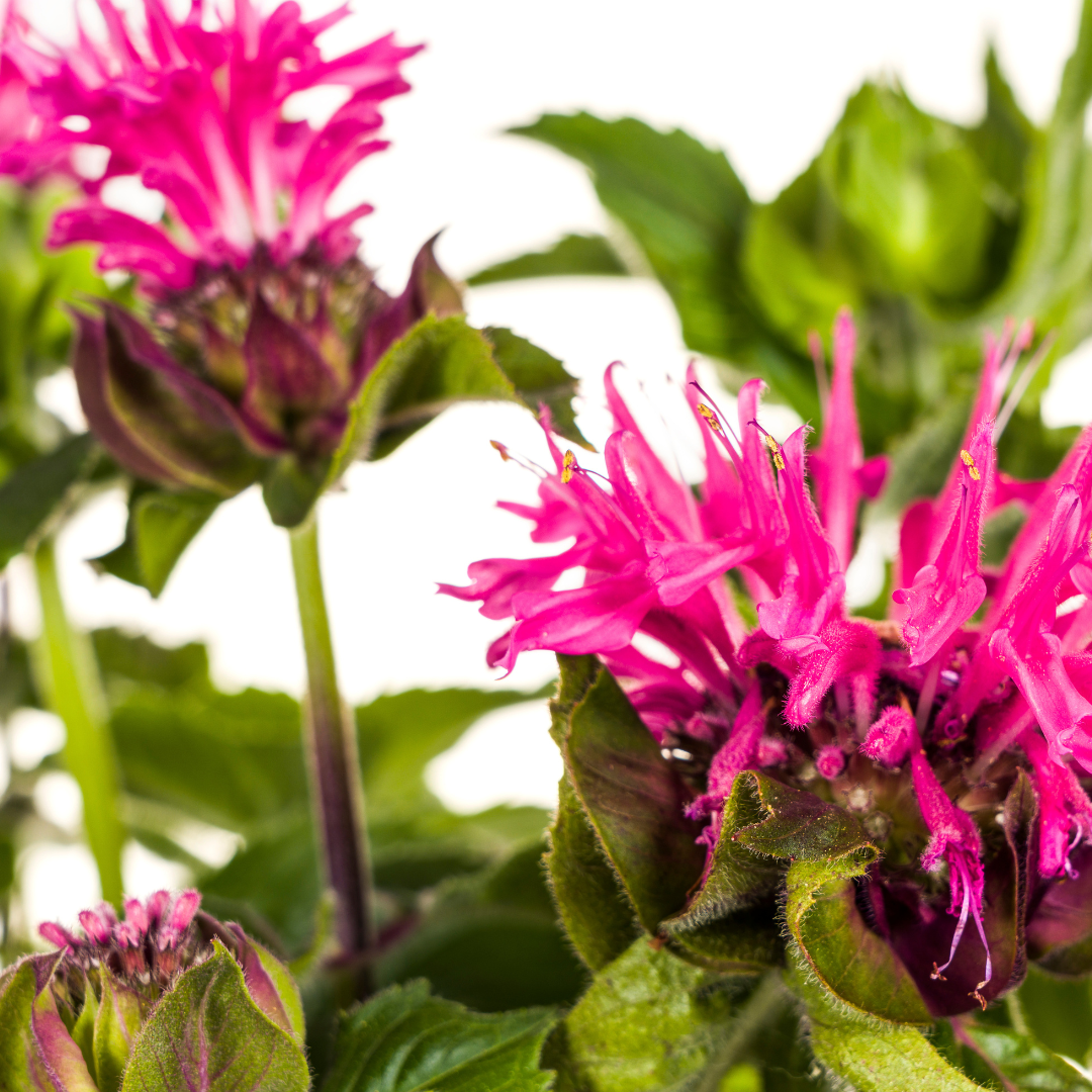 Purpur-Malve - Monarda Didyma Pink | 45-60 cm | Ø19 cm