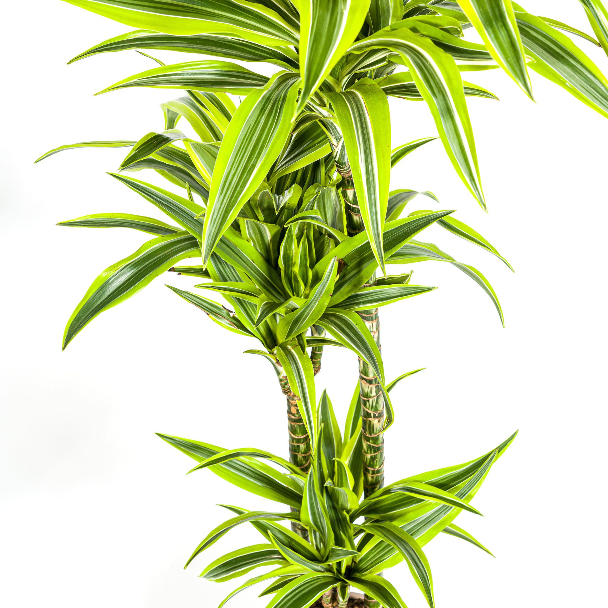 Drachenbaum - Dracaena Deremensis Lemon Lime | 130 - 150cm | Ø24cm