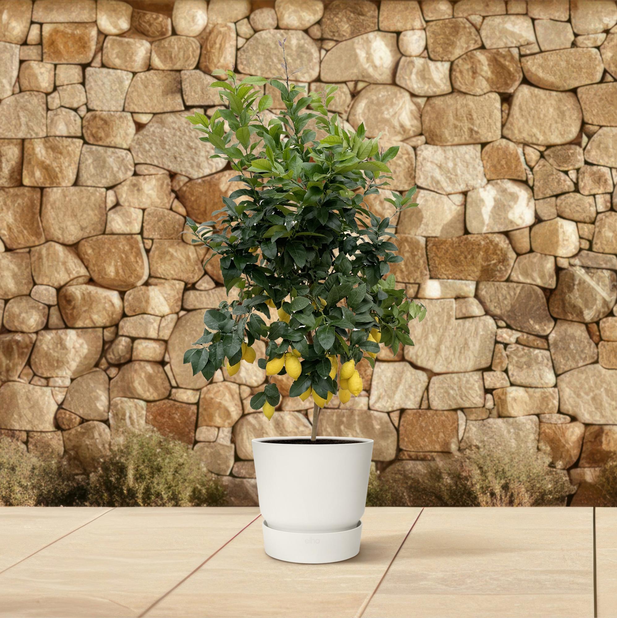 Zitronenbaum - Citrus Lemon | 200cm | Ø40 cm