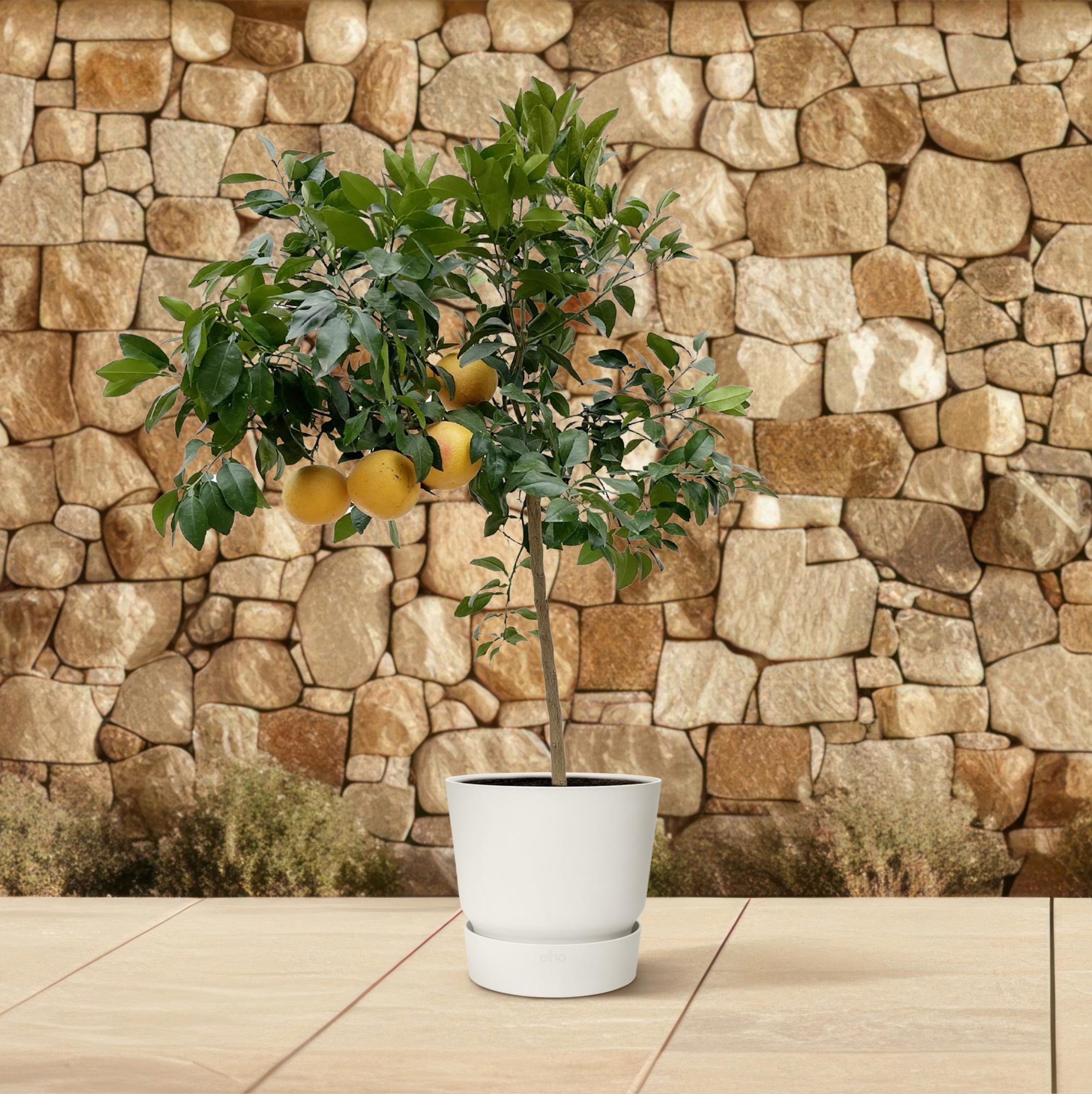 Grapefruitbaum - Citrus Pompelmo | 150 cm | Ø40 cm