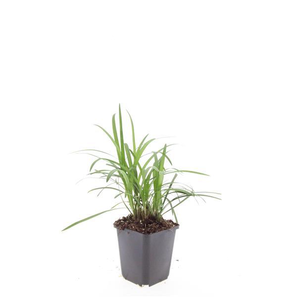 48x Traubenlilie - Liriope muscari 'Monroe White' | 10-25cm | Ø9cm