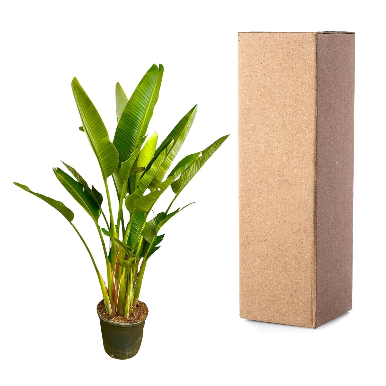 XXL Weiße Paradiesvogelblume - Strelitzia Augusta Multistamm | 225 cm | Ø40 cm