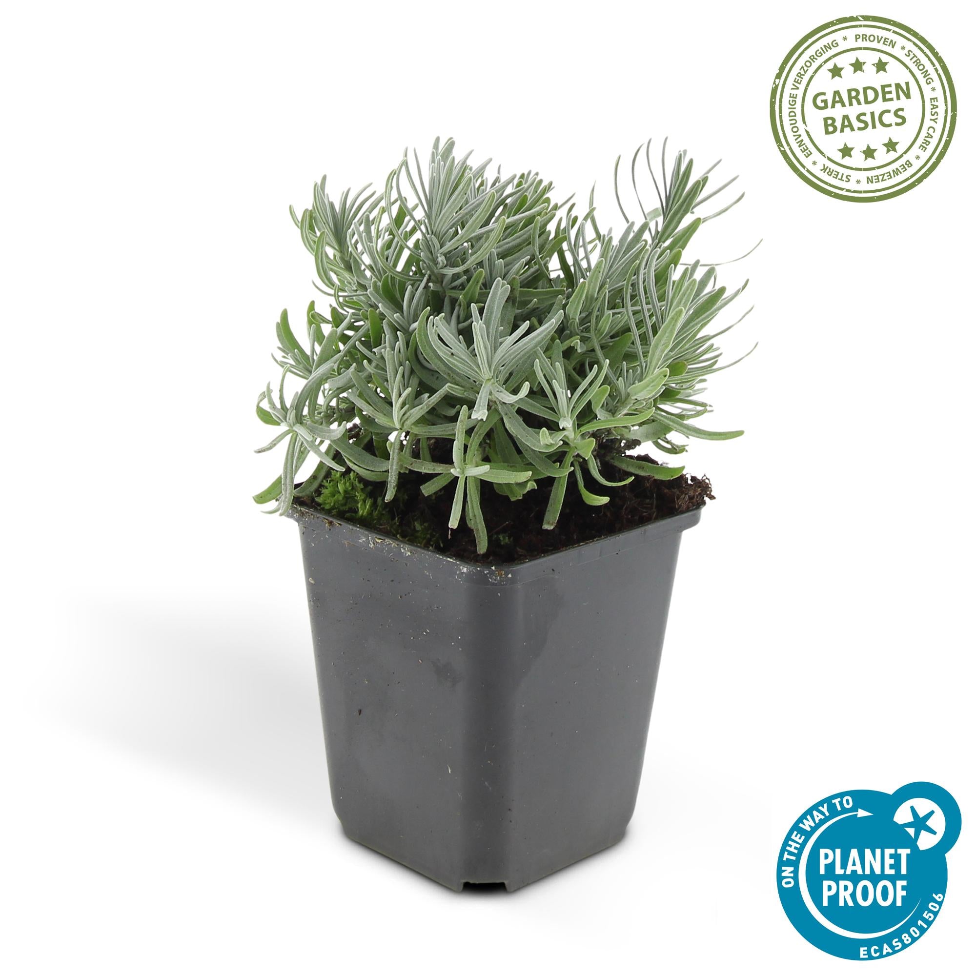24x Lavendel - Lavandula 'Hidcote' | 10-25cm | Ø9cm
