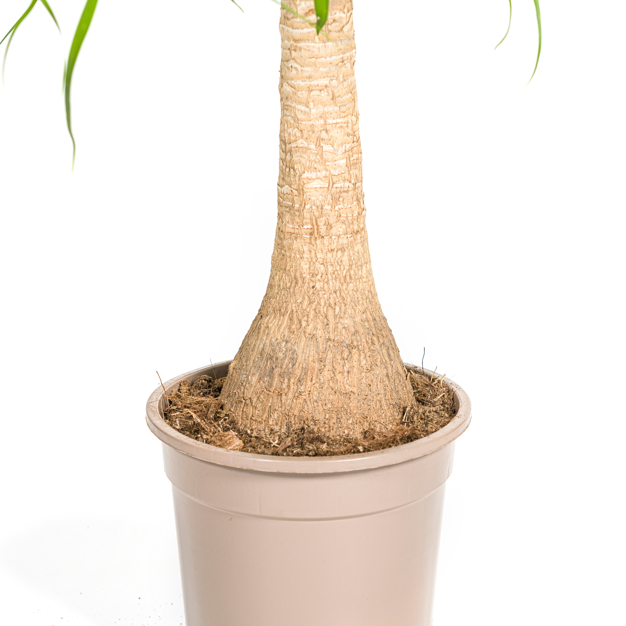 Elefantenfuß – Beaucarnea Recurvata | 60–80 cm | Ø21 cm