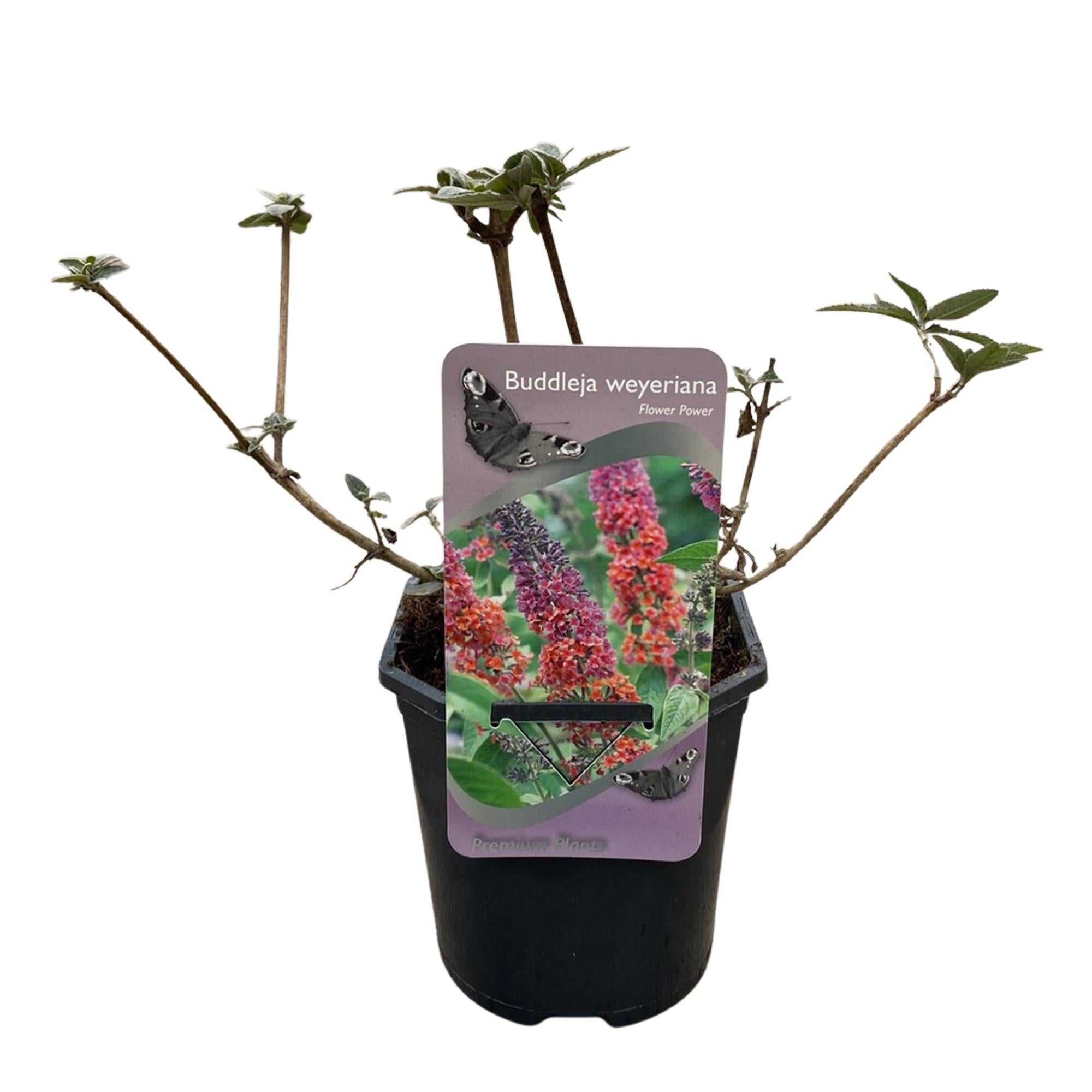 Sommerflieder - Schmetterlingsstrauch - Buddleja davidii Flower Power | Topf 17cm Höhe 30cm