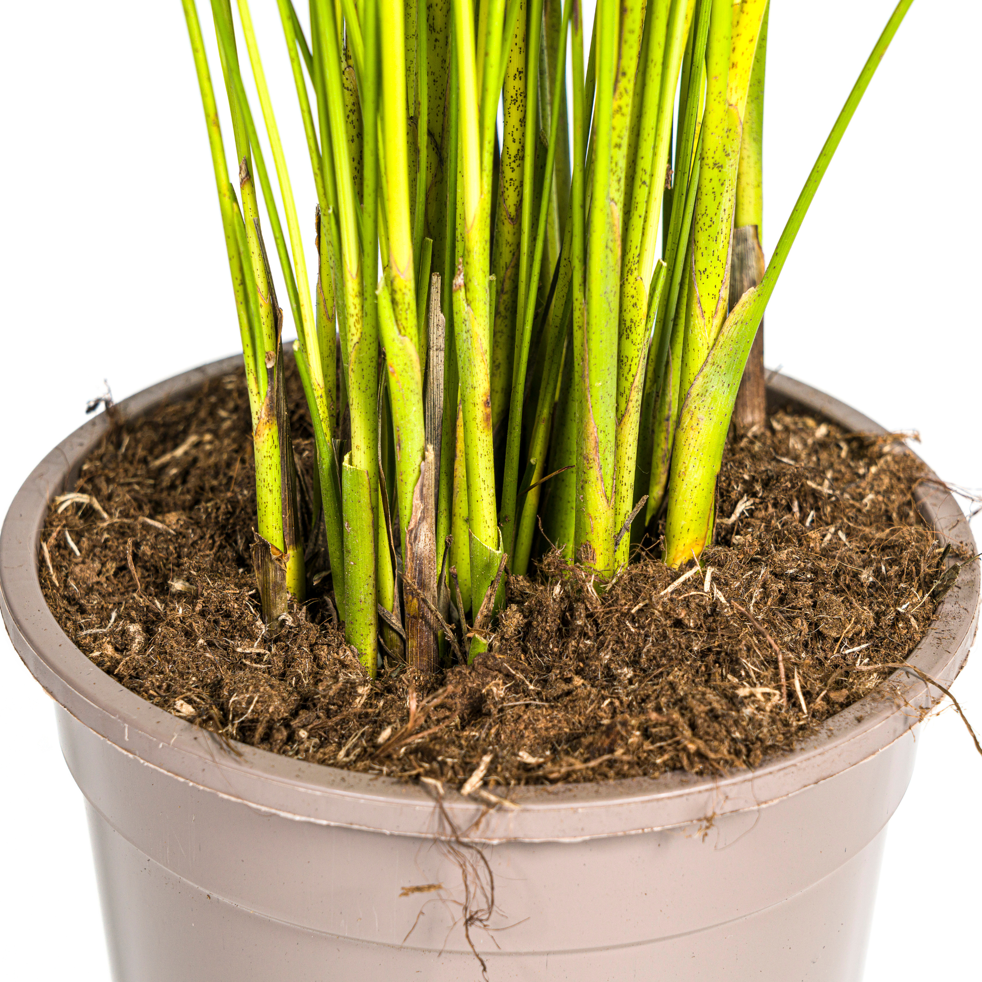 Goldfruchtpalme - Areca-Palme - Dypsis Areca Lutescens | 80 - 100cm | Ø19cm