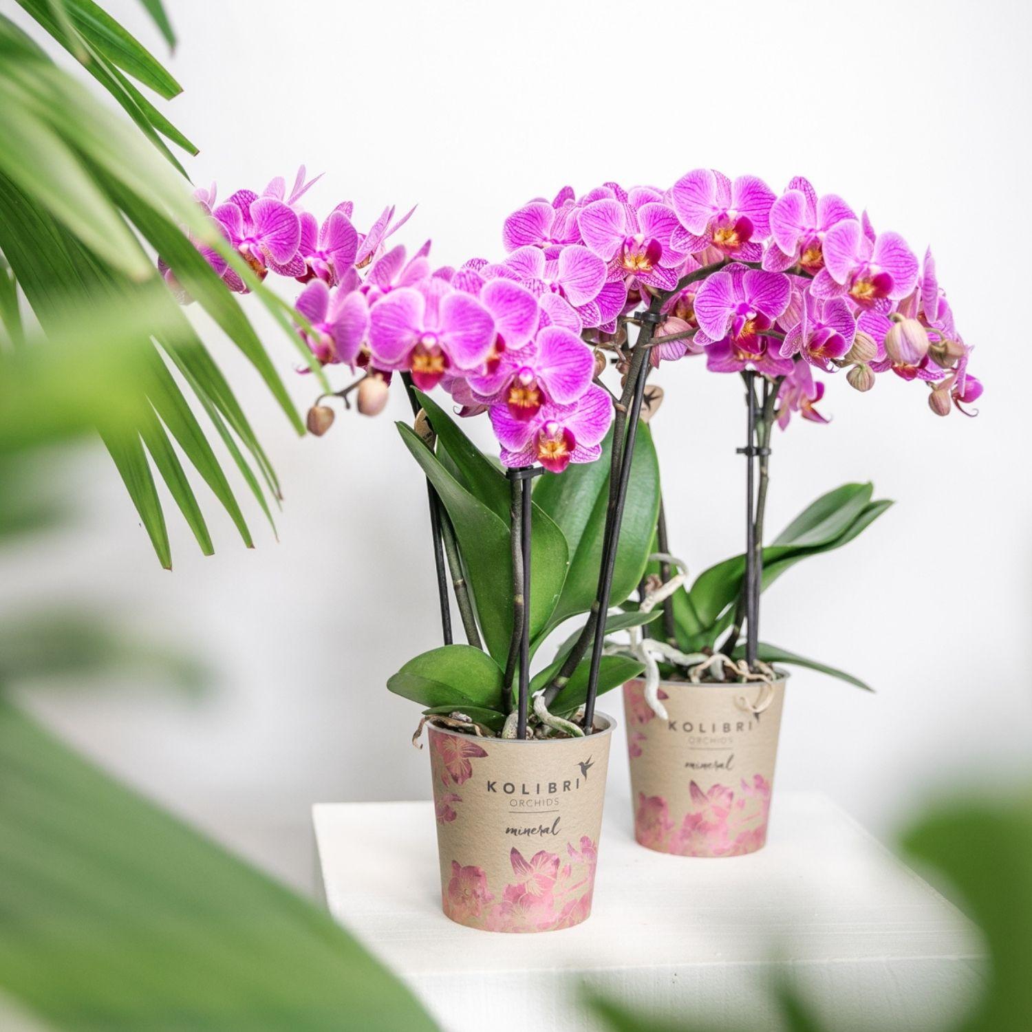 Lila/rosa Phalaenopsis Orchidee - Mineral Vienna - Topfgröße Ø9cm | blühende Zimmerpflanze - frisch vom Züchter