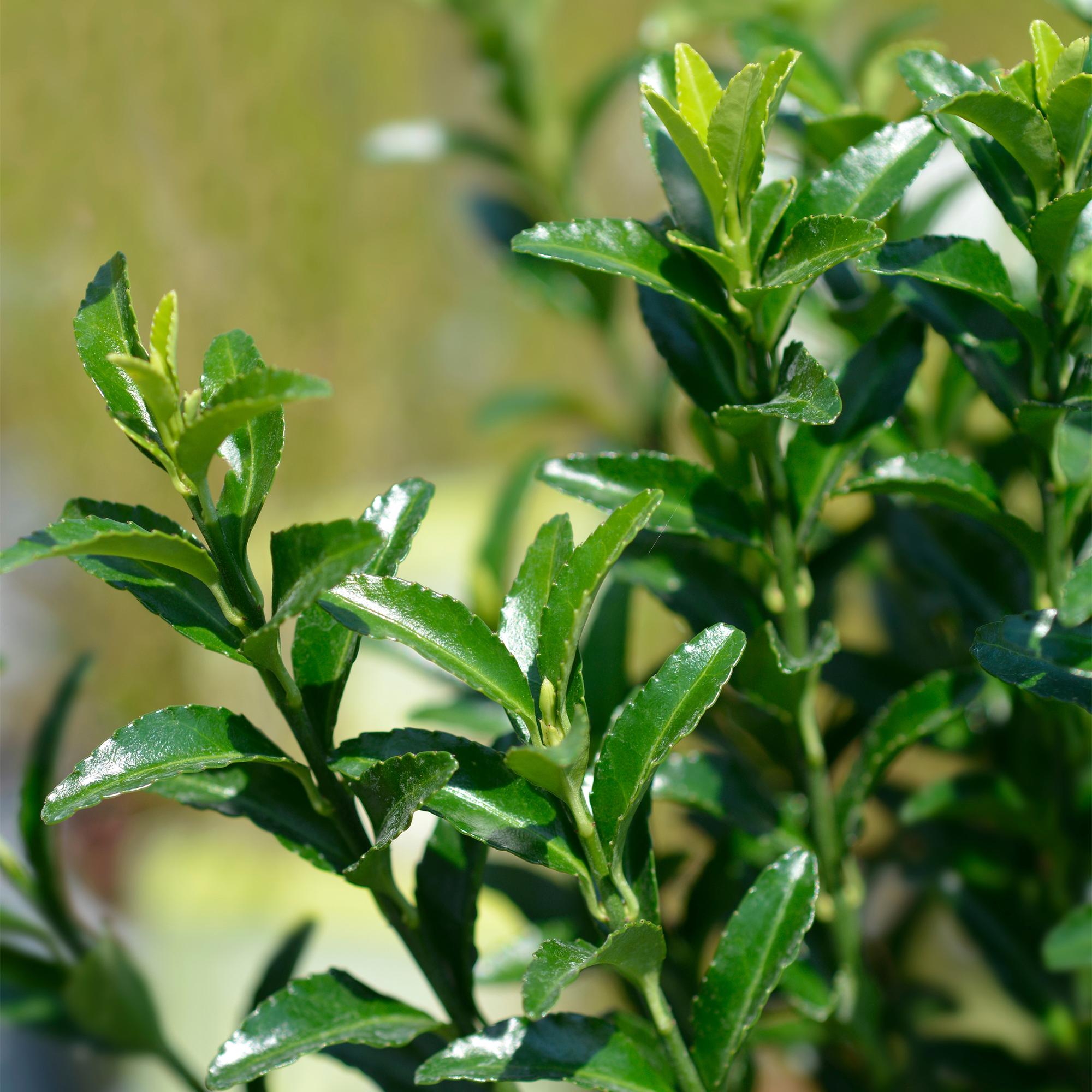 8x Japanischer Spindelstrauch - Pfaffenhütchen - Euonymus japonica Green Spire | 8 Pflanzen - 1 laufender Meter | Topf 9cm - Höhe 20-25cm