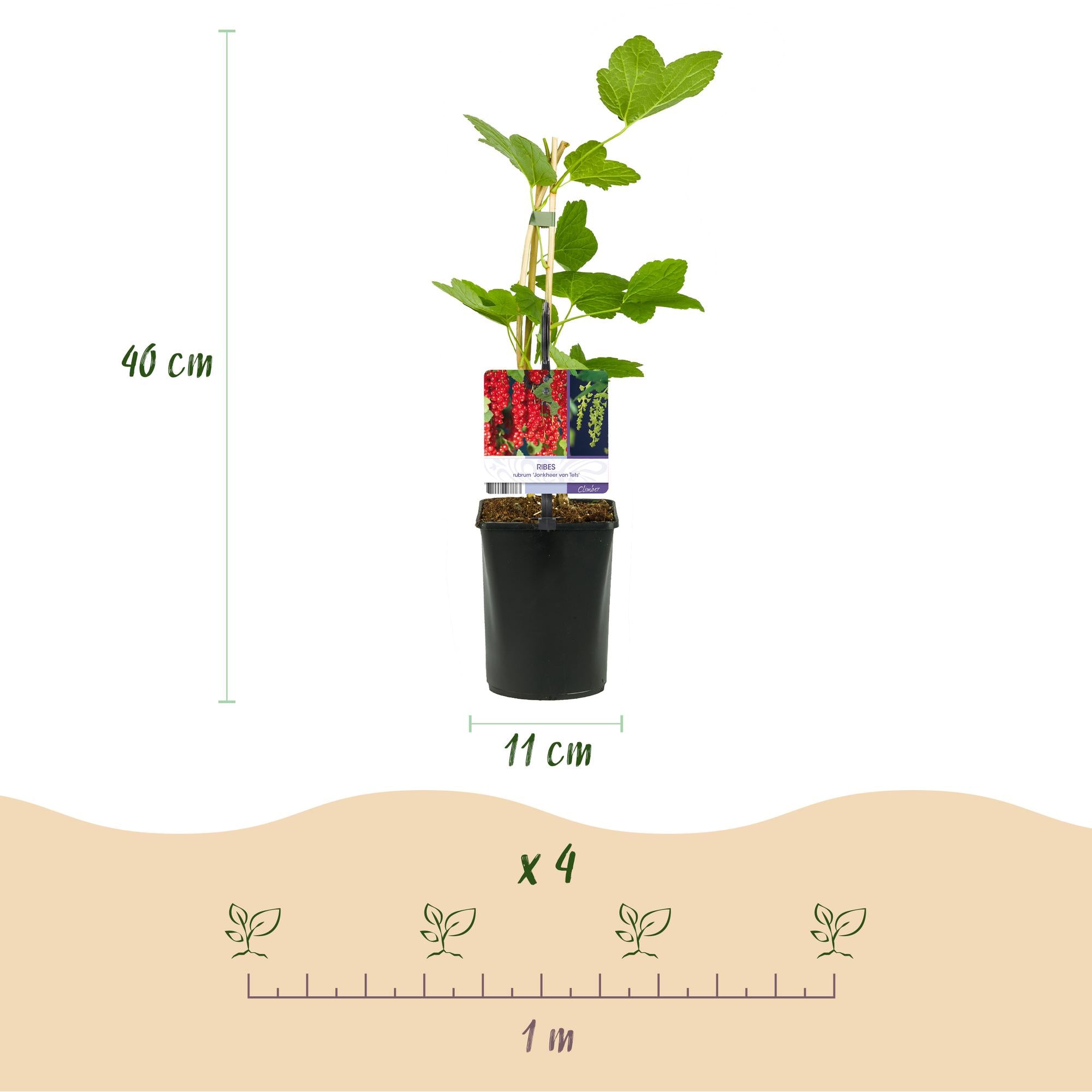 2x Rote Johannisbeere - Ribes rubrum Jonkheer van Tets | 2 Pflanzen | Topf 11cm - Höhe 40cm