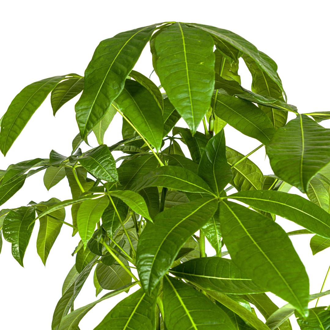 Glückskastanie – Pachira Aquatica | 160–180 cm | Ø30 cm