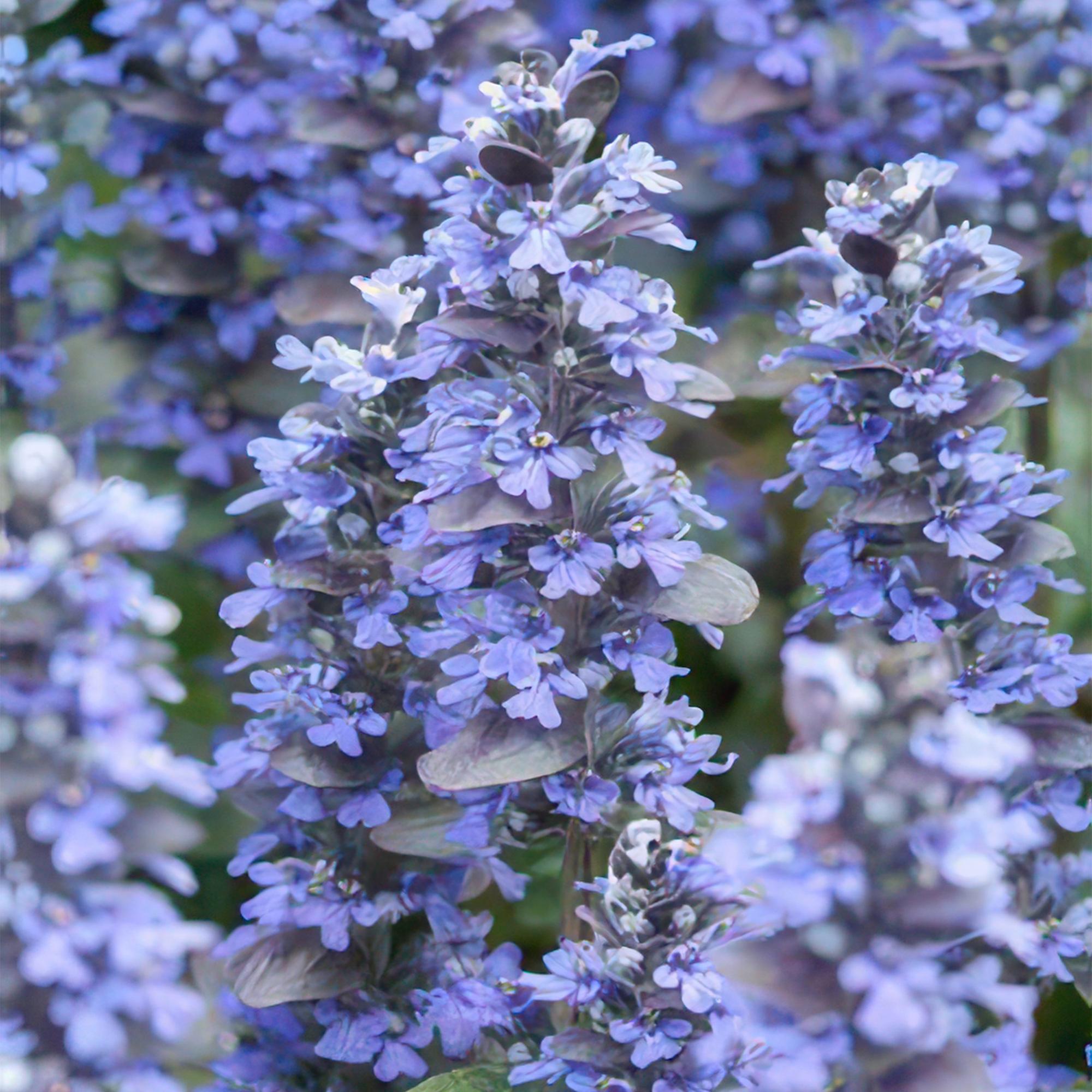 48x Kriechender Günsel - Ajuga reptans | 10-25cm | Ø9cm
