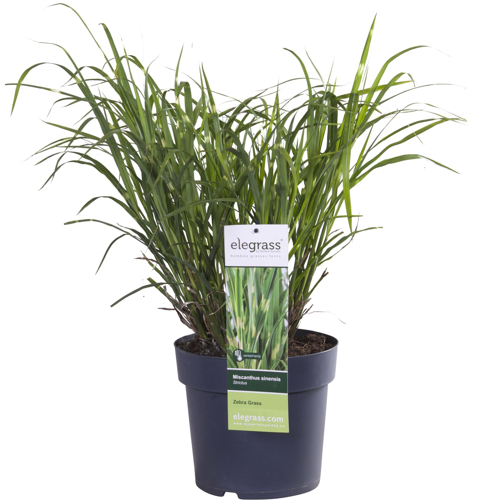 Japanisches Silbergras – Miscanthus sinensis Strictus | 60 cm | Topf Ø23 cm