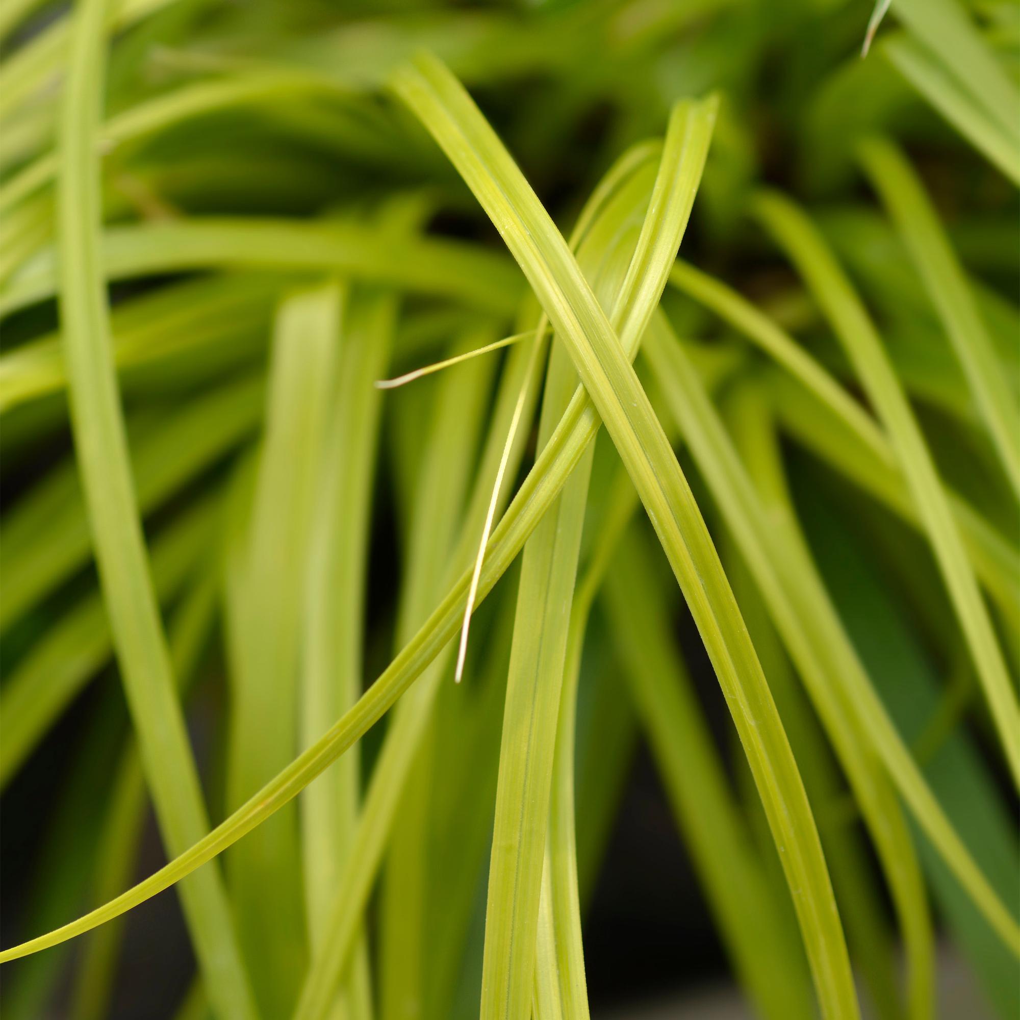 4x Japan-Segge - Carex oshimensis Everillo | 50 cm | Ø17 cm