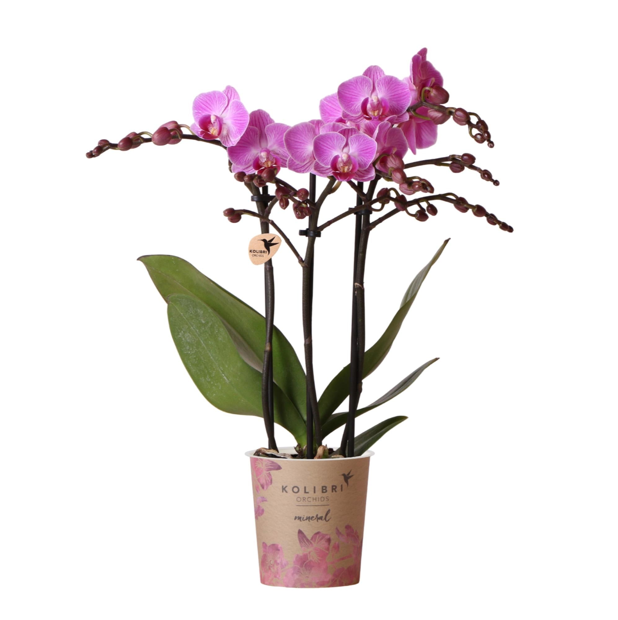 Lila/rosa Phalaenopsis Orchidee - Mineral Vienna - Topfgröße Ø9cm | blühende Zimmerpflanze - frisch vom Züchter