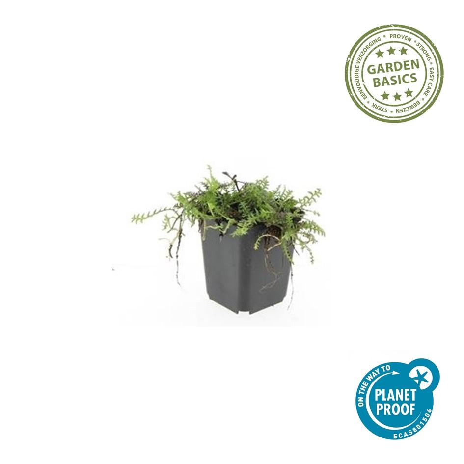 48x Braunes Fiederpolster - Leptinella squalida | 10-25cm | Ø9cm